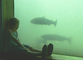 Kyle at Bonneville Dam fish lader watching fish pass by the window